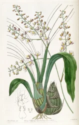 Graphorkis lurida oder Graphorchis lurida (als syn. Eulophia lurida)